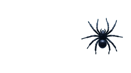 Black spider close-up against dark background, cut out transparent