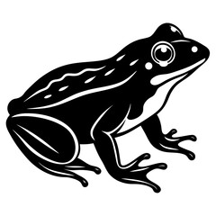 frog vector illustration