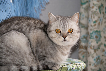 A beautiful gray British cat with amber eyes sits on a chair and looks into the lens against the background of a blue shawl on the back of the chair