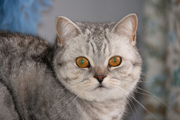 A beautiful gray British cat with amber eyes looks into the lens. Close-up.