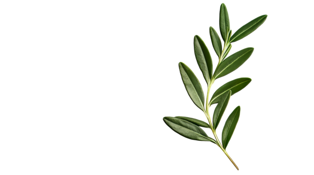 Green olive branch with leaves close-up on a black background, cut out transparent