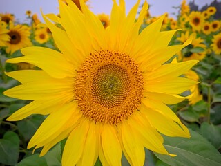 Fototapeta premium sunflower in the garden