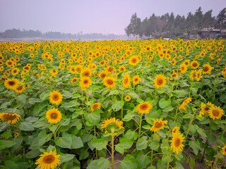 field of sunflowers in summer