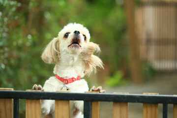 A handsome shih tzu dog is acting curious in the garden, getting groomed.