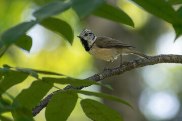 Crested Tit on a branch