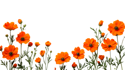 Orange poppy flowers bloom, vibrant, detailed, black background, cut out transparent