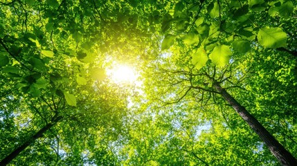 Fototapeta premium Sunlight streaming through green forest canopy