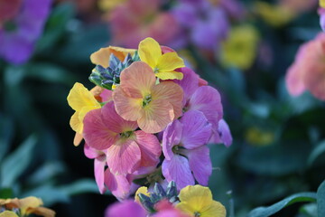 Obraz premium Sweden. Erysimum cheiri, Cheiranthus cheiri, the wallflower, is species of flowering plant in the family Brassicaceae (Cruciferae), native to Greece, but widespread as an introduced species elsewhere.