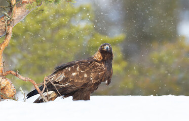 Golden eagle standing in snow in winter