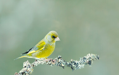 European greenfinch perched on a mossy tree branch against clear green background