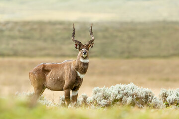 Portrait of a Mountain Nyala standing in a grassland