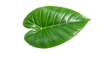 Green heart shaped leaf closeup