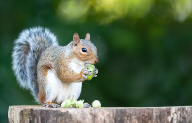 Grey squirrel eating green acorn on a tree stump in autumn
