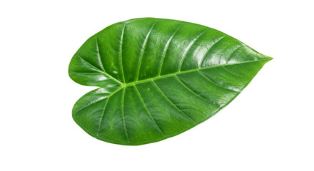 Obraz premium Green leaf closeup macro image