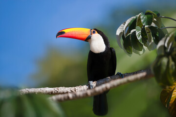 Toco Toucan perched in a tree, Pantanal, Brazil