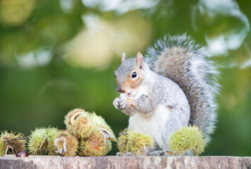 Grey squirrel eating sweet chestnut fruit in autumn