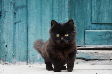 Adorable fluffy black kitten stepped out for a walk. Beautiful curious small kitty walking...