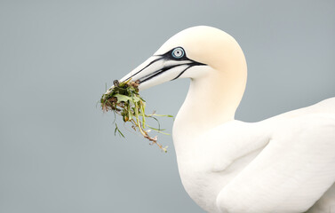 Portrait of a Northern gannet carrying nesting material in its beak