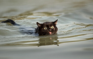 Black Cat swims across the lake. The concept of survival in extreme conditions. Fearlessness.