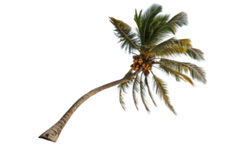 palm tree on white background