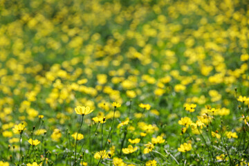 キバナコスモスが一面に咲き誇る花畑