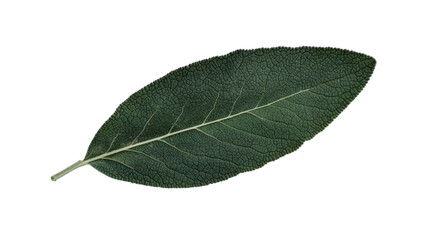 Obraz premium Sage leaf macro detail, healthy food ingredient, culinary herb, cut out transparent