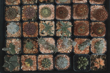 A Stunning Diverse Collection of Unique Cacti Beautifully Arranged in Small Elegant Pots