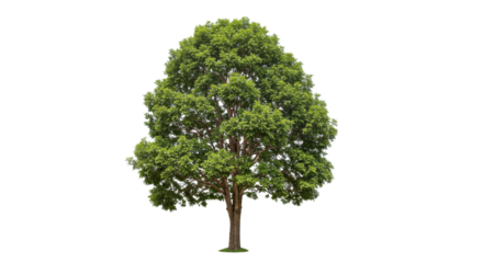 Single green tree nature image