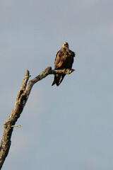 Milan noir, .Milvus migrans, Black Kite