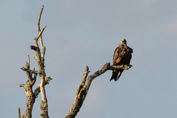 Milan noir, .Milvus migrans, Black Kite