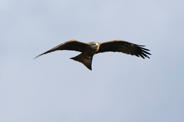 Fototapeta premium Milan noir, .Milvus migrans, Black Kite