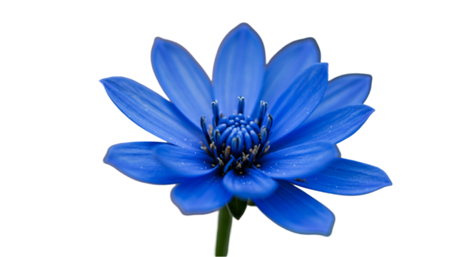 Beautiful blue flower macro photography