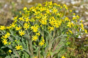 Images of wild plants and flowers. Photos of plants with yellow flowers.