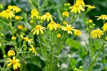 Obraz premium Images of wild plants and flowers. Photos of plants with yellow flowers.