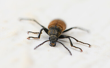 Small brown beetle crawls across a white surface, showcasing intricate details in a close-up view during a bright afternoon