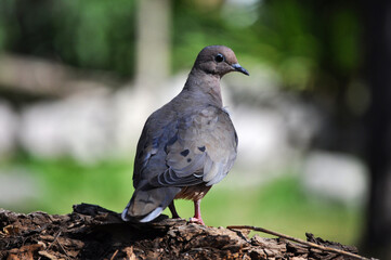Beautiful and elegant Mourning Dove