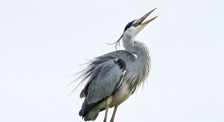 Majestic gray heron with open beak against a white sky.