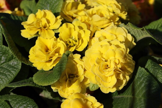 Sweden. Primula vulgaris, the common primrose, is a species of flowering plant in the family Primulaceae, native to Eurasia. 