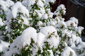 bush with green leaves covered with thick snow