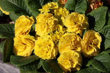 Sweden. Primula vulgaris, the common primrose, is a species of flowering plant in the family...
