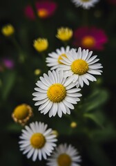 Obraz premium white daisies in a field. chamomile beautiful garden