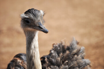 Friendly ostrich with curious eyes