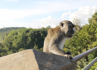 The little monkey sits on the bridge railing and grins near the Japanese Tunnel, Bukittinggi, Indonesia.