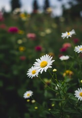 Fototapeta premium white daisies in a field. chamomile beautiful garden