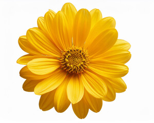 Cutout of a yellow flower isolated on a translucent background