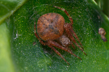 Red spider rests in its intricate web on a vibrant green leaf in a serene garden during early morning light
