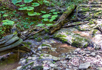 unexplored places in the wild, impenetrable thickets, biological layer of biogeocenosis, close-up