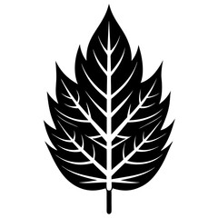 Ash Leaf Silhouette Vector