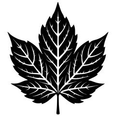 Ash Leaf Silhouette Vector