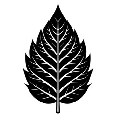 Obraz premium Ash Leaf Silhouette Vector